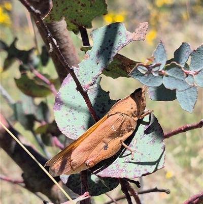 Goniaea carinata (Black kneed gumleaf grasshopper) at Bungendore, NSW - 2 Dec 2024 by clarehoneydove