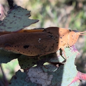 Goniaea carinata at Bungendore, NSW - 2 Dec 2024 12:26 PM