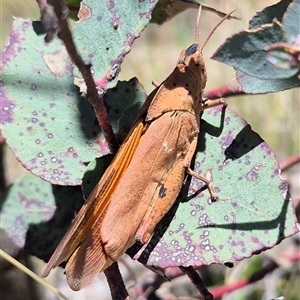 Goniaea carinata at Bungendore, NSW - 2 Dec 2024 12:26 PM