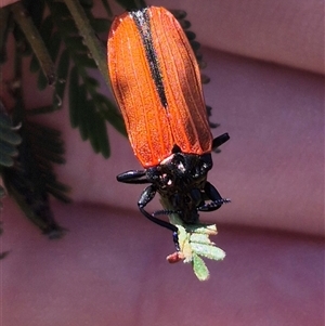 Castiarina nasuta (A jewel beetle) at Lake George, NSW by clarehoneydove