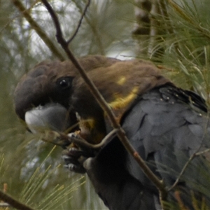 Calyptorhynchus lathami lathami (Glossy Black-Cockatoo) at Wingello, NSW by GITM1