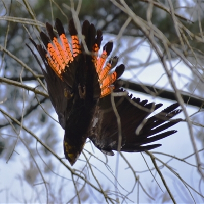 Calyptorhynchus lathami lathami (Glossy Black-Cockatoo) at Wingello, NSW - 3 Jul 2022 by GITM1