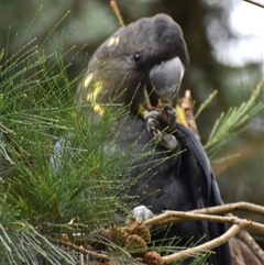 Calyptorhynchus lathami lathami (Glossy Black-Cockatoo) at Wingello, NSW - 21 Jan 2023 by GITM1