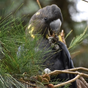 Calyptorhynchus lathami lathami (Glossy Black-Cockatoo) at Wingello, NSW by GITM1