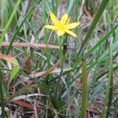 Hypoxis hygrometrica var. villosisepala (Golden Weather-grass) at Black Rock, VIC - 5 Dec 2016 by JasonPStewartNMsnc2016