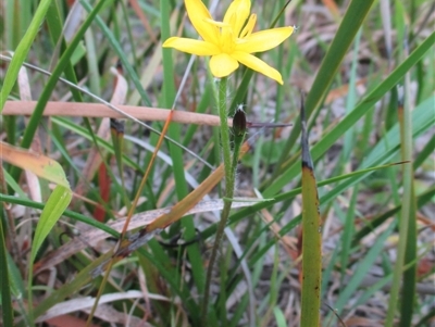 Hypoxis hygrometrica var. villosisepala (Golden Weather-grass) at Black Rock, VIC - 5 Dec 2016 by JasonPStewartNMsnc2016