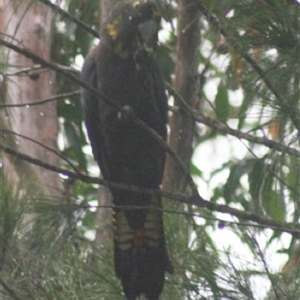 Calyptorhynchus lathami lathami (Glossy Black-Cockatoo) at Fitzroy Falls, NSW by GITM1