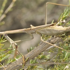 Archimantis sp. (genus) at Yarralumla, ACT - 7 Dec 2024 by Harrisi