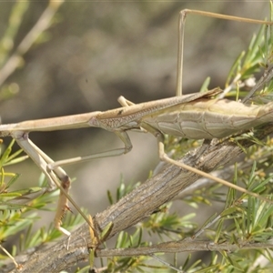 Archimantis latistyla at Yarralumla, ACT - 7 Dec 2024 12:14 PM