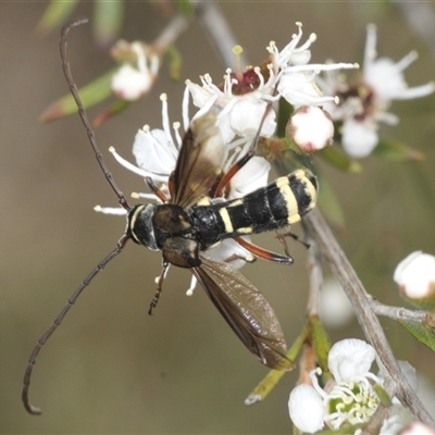 Unidentified Longhorn beetle (Cerambycidae) at Karabar, NSW - 10 Dec 2024 by Harrisi