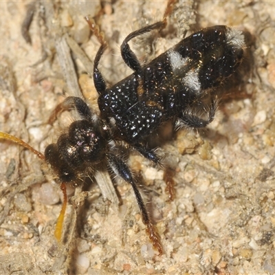 Scrobiger splendidus (Clerid beetle) at Karabar, NSW - 10 Dec 2024 by Harrisi