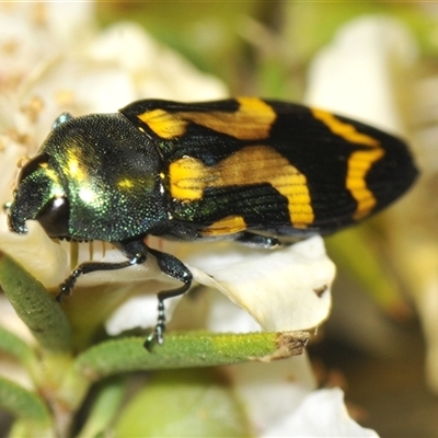 Castiarina flavopicta (Flavopicta jewel beetle) at Uriarra Village, ACT - 8 Dec 2024 by Harrisi