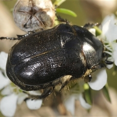 Bisallardiana gymnopleura (Brown flower chafer) at Uriarra Village, ACT - 8 Dec 2024 by Harrisi