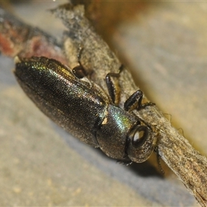 Neocuris sp. (genus) at Stirling, ACT by Harrisi