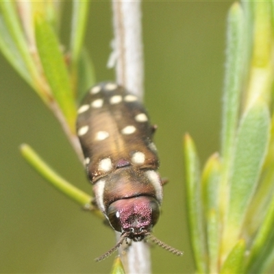 Diphucrania duodecimmaculata (12-spot jewel beetle) at Yarralumla, ACT - 7 Dec 2024 by Harrisi