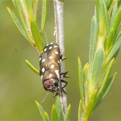 Diphucrania duodecimmaculata at Yarralumla, ACT - 7 Dec 2024