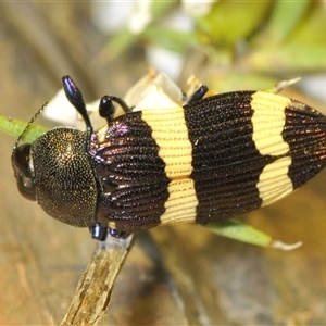 Castiarina vicina at Uriarra Village, ACT - 8 Dec 2024 08:28 PM