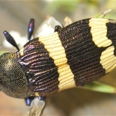 Castiarina vicina at Uriarra Village, ACT - 8 Dec 2024 08:28 PM