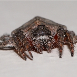 Dolophones sp. (genus) at Acton, ACT - suppressed