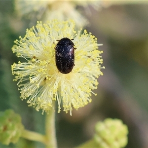 Unidentified Leaf beetle (Chrysomelidae) at Wodonga, VIC by KylieWaldon