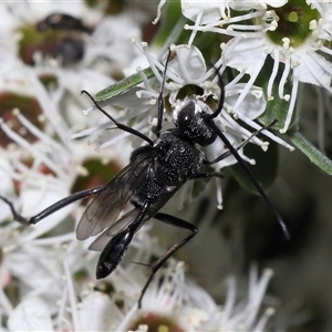 Acanthinevania sp. (genus) at Yarralumla, ACT - 26 Nov 2024