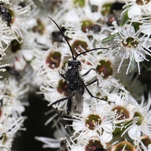 Acanthinevania sp. (genus) at Yarralumla, ACT - 26 Nov 2024