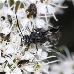 Acanthinevania sp. (genus) at Yarralumla, ACT - 26 Nov 2024