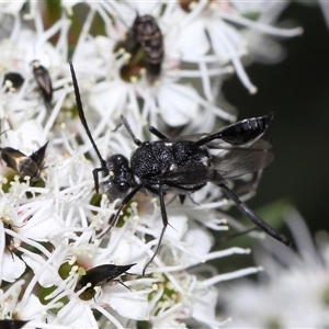 Acanthinevania sp. (genus) at Yarralumla, ACT - 26 Nov 2024