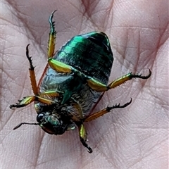 Anoplognathus brunnipennis (Green-tailed Christmas beetle) at Kambah, ACT - 10 Dec 2024 by HelenCross