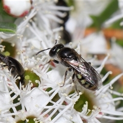 Euhesma nitidifrons (A plasterer bee) at Yarralumla, ACT - 26 Nov 2024 by TimL