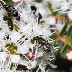 Euhesma nitidifrons at Yarralumla, ACT - 26 Nov 2024 01:25 PM