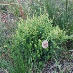Bossiaea cinerea at Beaumaris, VIC - suppressed