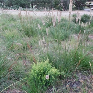 Xanthorrhoea minor subsp. lutea at suppressed - suppressed