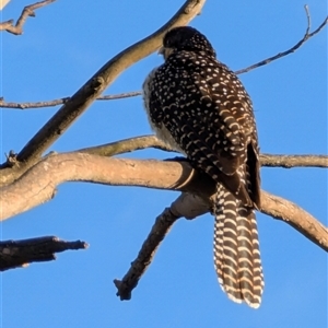 Eudynamys orientalis (Pacific Koel) at Latham, ACT by Margo