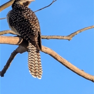 Eudynamys orientalis at Latham, ACT - 11 Dec 2024 06:57 AM