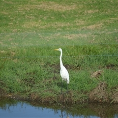 Ardea alba (Great Egret) at Jamberoo, NSW - 10 Dec 2024 by plants