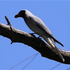 Coracina novaehollandiae (Black-faced Cuckooshrike) at Fyshwick, ACT - 10 Dec 2024 by RodDeb