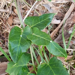 Araujia sericifera at Lyons, ACT - 11 Dec 2024 07:09 AM