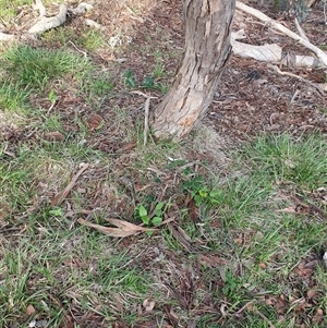 Araujia sericifera at Lyons, ACT - 11 Dec 2024 07:09 AM