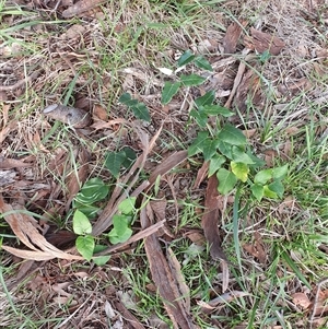 Araujia sericifera at Lyons, ACT - 11 Dec 2024 07:09 AM