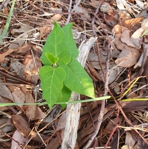 Araujia sericifera at Lyons, ACT - 11 Dec 2024 07:09 AM