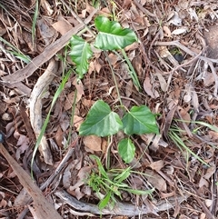 Araujia sericifera at Lyons, ACT - 11 Dec 2024 07:09 AM