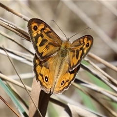 Heteronympha merope (Common Brown Butterfly) at Fyshwick, ACT - 10 Dec 2024 by RodDeb