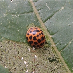 Epilachna sumbana (A Leaf-eating Ladybird) at Conder, ACT - 1 Mar 2024 by MichaelBedingfield