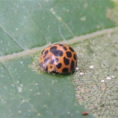 Epilachna sumbana at Conder, ACT - 2 Mar 2024 10:37 AM