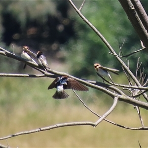 Petrochelidon ariel at Fyshwick, ACT by RodDeb