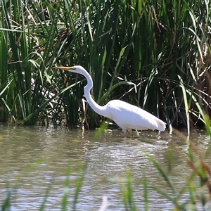 Ardea alba at Fyshwick, ACT - 10 Dec 2024 12:25 PM