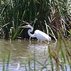 Ardea alba at Fyshwick, ACT - 10 Dec 2024 12:25 PM