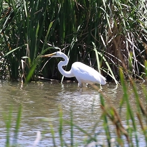 Ardea alba at Fyshwick, ACT - 10 Dec 2024 12:25 PM