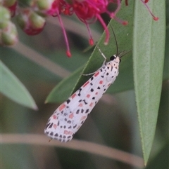 Utetheisa pulchelloides (Heliotrope Moth) at Conder, ACT - 6 Mar 2024 by MichaelBedingfield